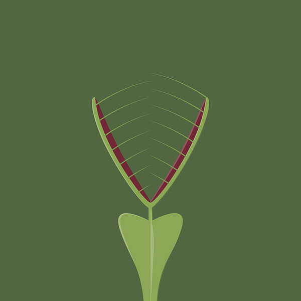 V is for Venus flytrap